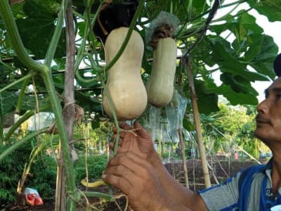 Riau Membangun Lumbung Pangan Sehat di Lahan Gambut