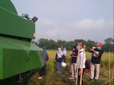 Budidaya Tanaman Sehat di Tengah Panen Raya Padi Petani Samarinda