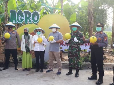 Di Tengah Pandemi Covid-19, Pesantren Al-Rosyid Bojonegoro Panen Buah Melon