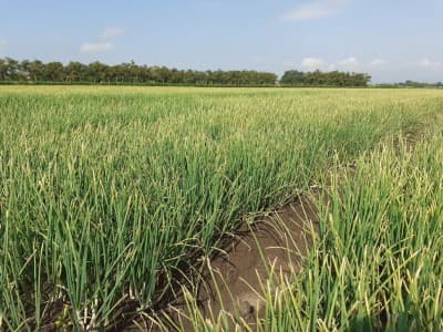 Bawang Merah asal Pati Siap Amankan Pasokan Lebaran