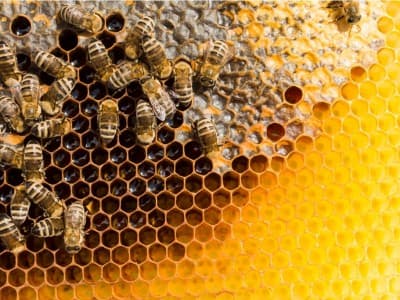 Apakah Peternak Madu Wajib Mengeluarkan Zakat?