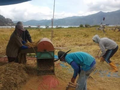 Aceh Tamiang Panen Padi, Amankan Stok Pangan di Tengah Pandemi
