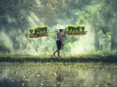 Petani Terdampak Covid-19, Negara Diminta Kurangi Peranan Tengkulak