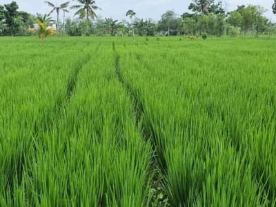 Prof Tjipta Yakin Pengelolaan Produksi Pangan Berjalan Baik