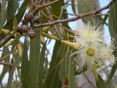 Kementan Temukan Potensi Eucalyptus untuk Cegah Corona