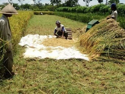 Sejumlah Kepala Daerah Optimis Bahan Pangan Cukup