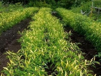 Kebijakan Kementan soal Konsesi Perkebunan di Lahan Gambut