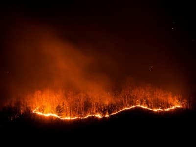 Guru Besar IPB Ingatkan Potensi Kebakaran Gambut di Musim Kemarau