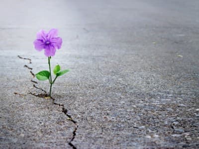 Mencintai Bumi adalah Bentuk Keimanan