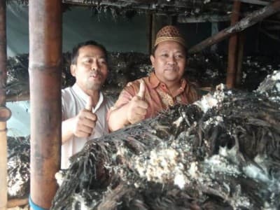 Mengintip Usaha Jamur Merang Limbah Sawit Warga NU di Pringsewu