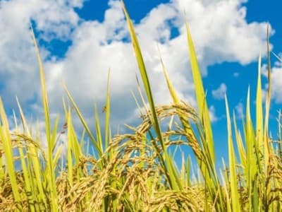 Mitigasi Ancaman Krisis Pangan Perlu Perkuat Ketahananan dan Kemandirian