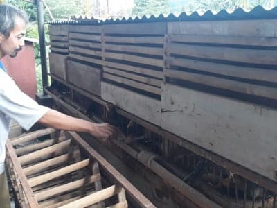 Warga Pringsewu Ini Maksimalkan Hobi Ternak Ayam di Tengah Pandemi