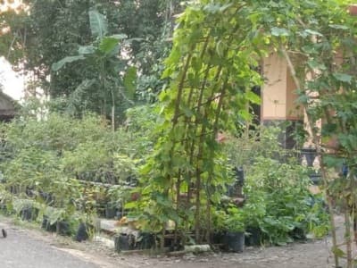 Cara Warga Desa Jatimulyo, Kebumen Jaga Ketahanan Pangan