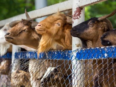 4 Perbedaan Kurban Wajib dan Sunnah