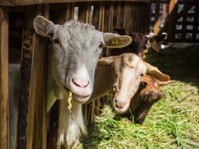 Saat Penyembelihan Hewan Kurban, Warga Hendaknya Hindari Kerumunan 