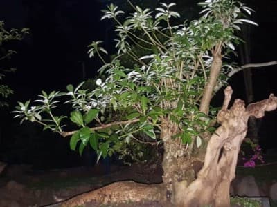 Budidaya Bonsai Pemuda Pringsewu untuk Kepentingan Sosial 