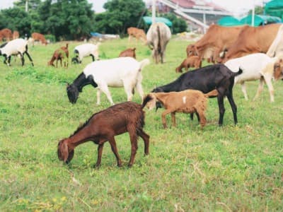 Cara Berkurban dengan Dana Pas-pasan