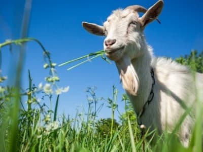 Saat Pandemi, Distribusi Daging Kurban Harus Merata dan Tepat Sasaran