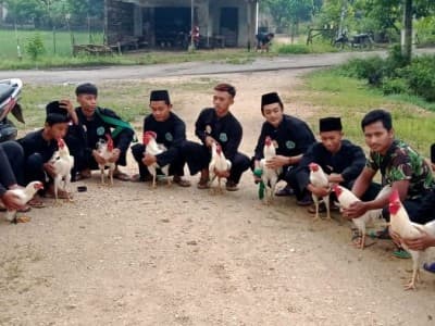 Penyembelihan Ayam Putih Tandai Wisuda Santri Pagar Nusa Ambarawa