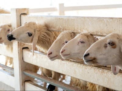 Berkurban untuk Diri Sendiri Dulu atau Orang Tua yang Sudah Meninggal?