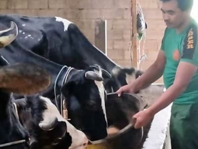 Wanto, Komandan Banser dan Kades di Ponorogo Pelopor Ternak Sapi Perah
