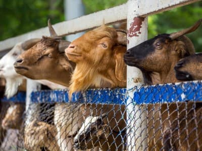 Saat Hewan Kurban Mendadak Cacat Jelang Penyembelihan