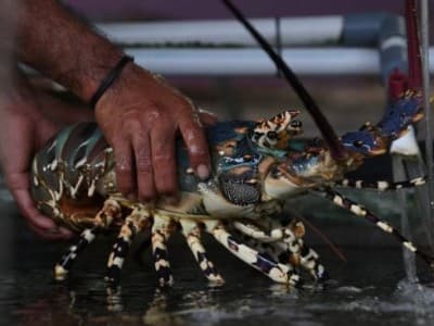 Menyelamatkan Ekosistem Lobster