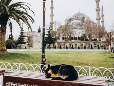Liur Anjing dan Larangan Berburuk Sangka dalam Fiqih
