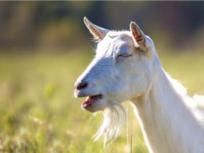 Perantau, Sebaiknya Kurban di Tempat Domisili atau Kampung Halaman?