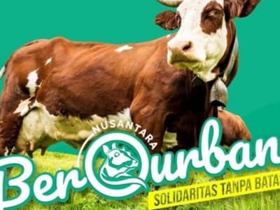 Bintang Teodjoe Kurban Sapi Limosin Melalui NU Care-LAZISNU