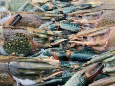 Besok Siang, LBM PBNU Bahas Kebijakan Menteri KKP Soal Ekspor Lobster