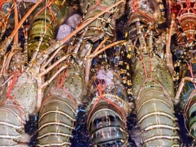 Imam Aziz: Negara Wajib Fasilitasi Riset Agar Benih Lobster Bisa Dibudidayakan