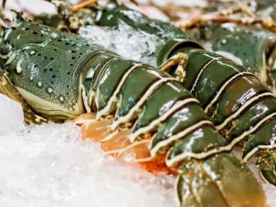 Kebijakan Berbeda Dua Menteri Terkait Ekspor Benih Lobster