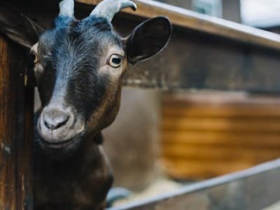 Adab Penyembelihan Hewan Kurban yang Sering Diabaikan