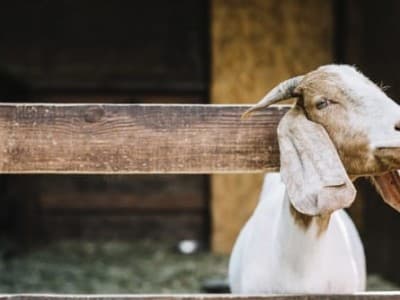 NU Pringsewu Imbau Panitia Kurban Batasi Pengunjung