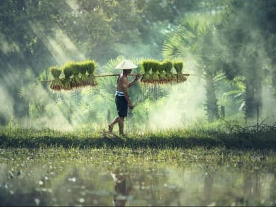 Bolehkah Bawon (Upah Memanen) Diambilkan dari Jatah Wajib Zakat Pertanian?