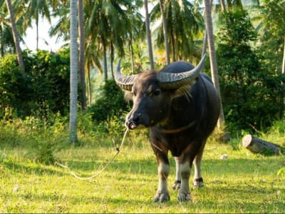 Hukum Kurban dengan Kerbau