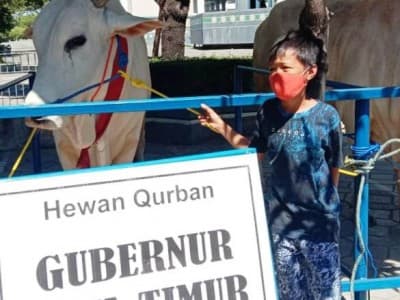 Bocah ini Relakan Sapinya Dibeli Gubernur Jatim untuk Kurban