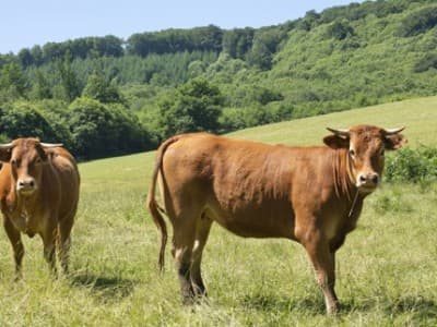 Pelaksanaan Kurban di Pesantren Tebuireng dengan Protokol Kesehatan Ketat