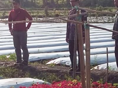 Rintis Kelompok Usaha Bersama, LPPNU Bojonegoro Kembangkan Pertanian