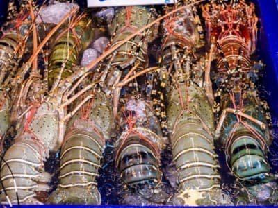PBNU Minta Menteri KKP Hentikan Ekspor Benih Bening Lobster