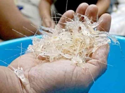 PBNU: Kebijakan Ekspor Benih Lobster Bertentangan dengan Syariat Islam