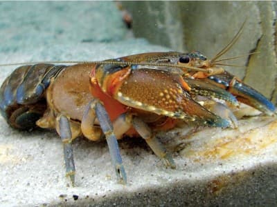 PBNU Minta Menteri KKP Prioritaskan Budidaya dan Restocking Lobster di Dalam Negeri