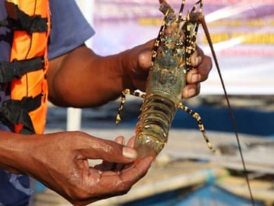 PBNU Pertimbangkan Aspek Keberlanjutan dalam Tata Kelola Lobster