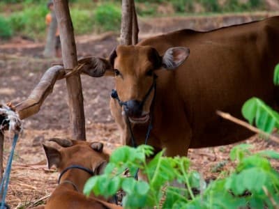 Perolehan Kurban LAZISNU Jombang Capai 99 Miliar Lebih