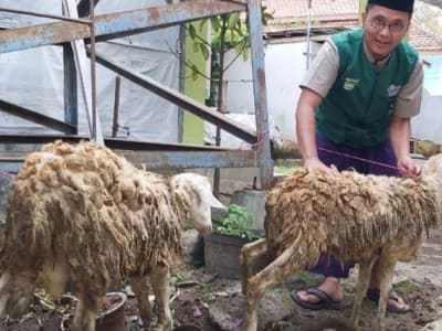 Meski Corona, LAZISNU Lumajang Terima Hewan Kurban Lebihi Target