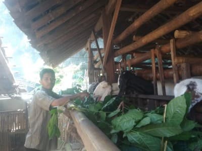 Perjuangan Ketua Ranting Ansor di Lumajang dalam Beternak Kambing