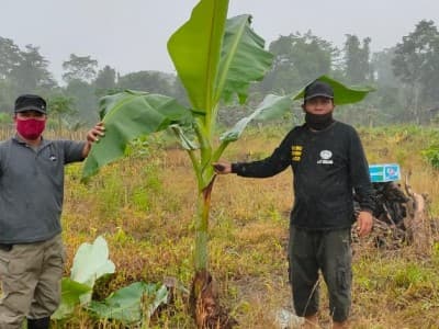 Pesantren Darussalam Mimika Kembangkan Pisang Nona