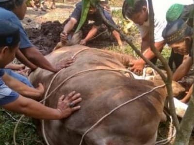 Mengulik Tingkat Kompetensi Juru Sembelih Halal 2019