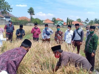 Panen Melimpah Petani Cirebon setelah Gunakan Pupuk Bio Organik Produksi LPPNU